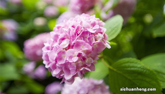 绣球花怎样水培生根快一点 绣球花怎样水培生根