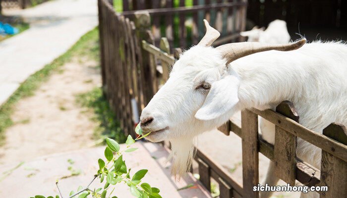 羊瘦的最佳治疗方法 羊瘦吃什么尽快胖起来