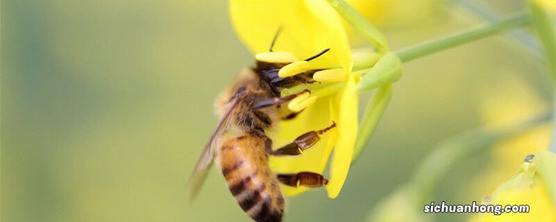 蜜蜂9到10月份会分蜂吗为什么 蜜蜂9到10月份会分蜂吗