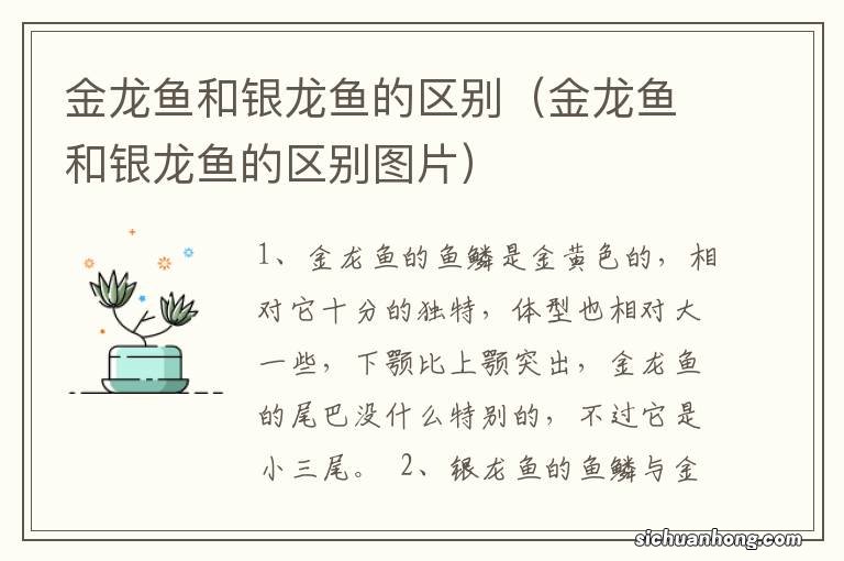 金龙鱼和银龙鱼的区别图片 金龙鱼和银龙鱼的区别