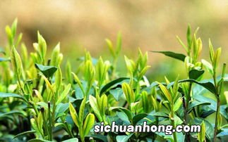 茶叶标准产品都有有什么