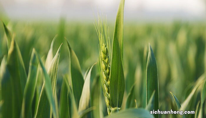 轮选310小麦品种特点 轮选310小麦品种介绍