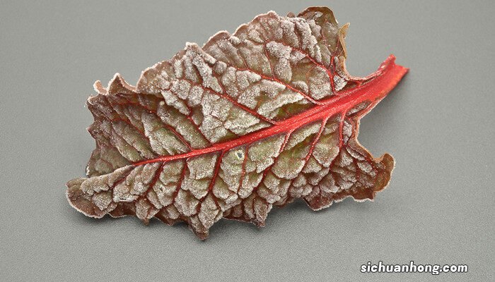 牛皮菜什么时候种植最好 牛皮菜一年四季都可以种吗