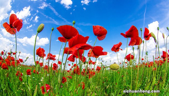 世界上最大的花叫什么名字?它的图片是什么? 世界上最大的花叫什么名字