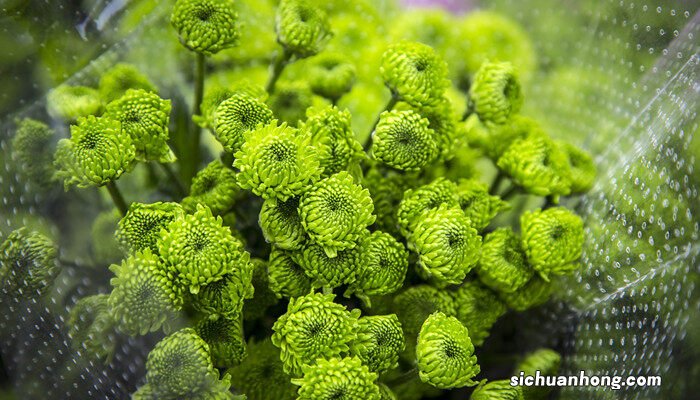 100种菊花的名字和图片 菊花的品种和花型