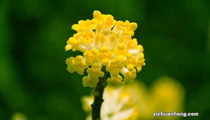 瑞香花的风水和禁忌 为什么家中不能养瑞香花