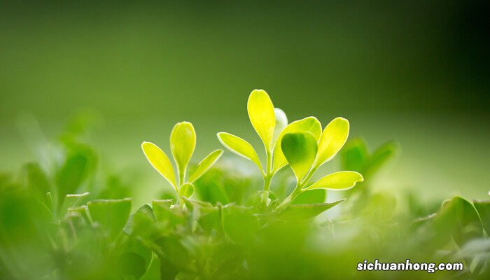 植物细胞有丝过程简图及特点 植物有丝分裂