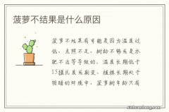 菠萝不结果是什么原因