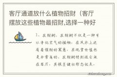 客厅摆放这些植物最招财,选择一种好运一整年 客厅通道放什么植物招财