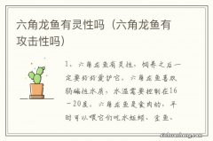 六角龙鱼有攻击性吗 六角龙鱼有灵性吗