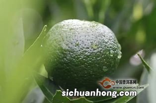 小青柑什么时候的差