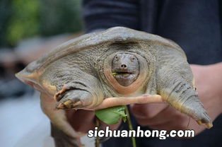 什么病人最适合吃甲鱼