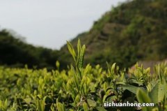 春天的茶叶什么样子