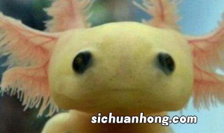 六角龙鱼死前征兆 六角龙鱼死亡征兆