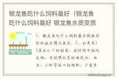 银龙鱼吃什么饲料最好 银龙鱼水质变质怎么处理 银龙鱼吃什么饲料最好