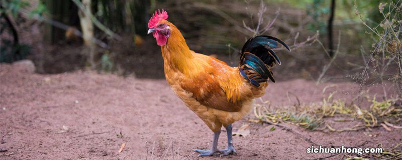 小型宠物鸡 小型鸡品种