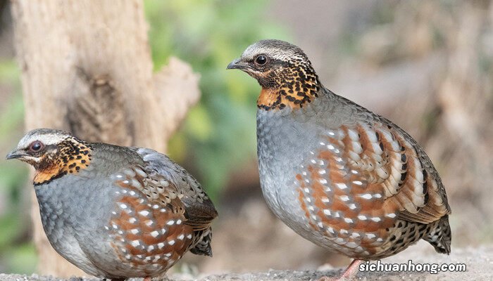 小型宠物鸡 小型鸡品种