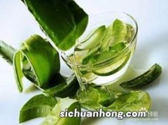 仙人掌泡茶有什么功效与作用