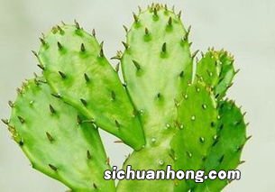 仙人掌泡茶有什么功效与作用