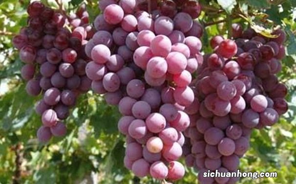 葡萄有哪些药用的价值?葡萄的药用价值有哪些?