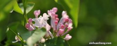 丁香花寓意及象征 丁香花寓意