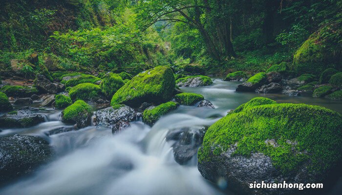 青苔和苔藓的区别图片 青苔是什么类植物