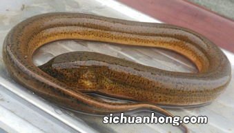 鳝鱼最爱吃什么