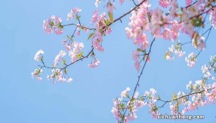 秋海棠的花语 秋海棠花的寓意和象征