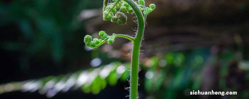 蕨类植物比苔藓植物高大的原因是