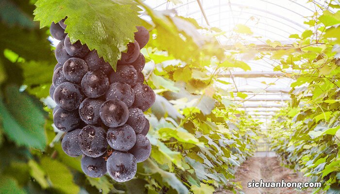 葡萄树几月份移栽最好 葡萄树10月份移栽能活吗