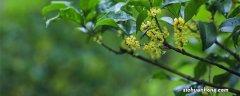 桂花树的风水禁忌 桂花树可以种在院子里吗