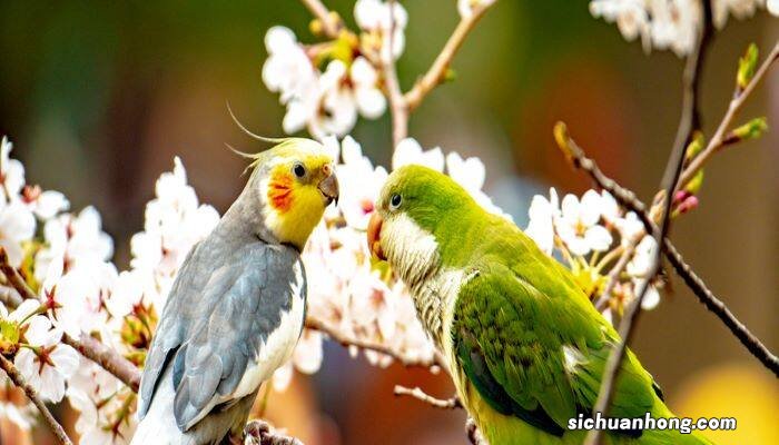 孵化前怎么分辨无精蛋 鹦鹉第一次下蛋能不能孵出来