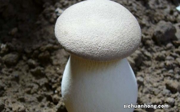 女人吃杏鲍菇的好处有哪些？杏鲍菇的营养价值高吗？