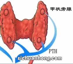 人体三腺在什么位置