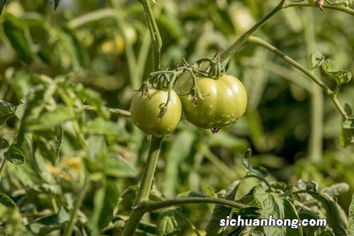 人生果是干什么