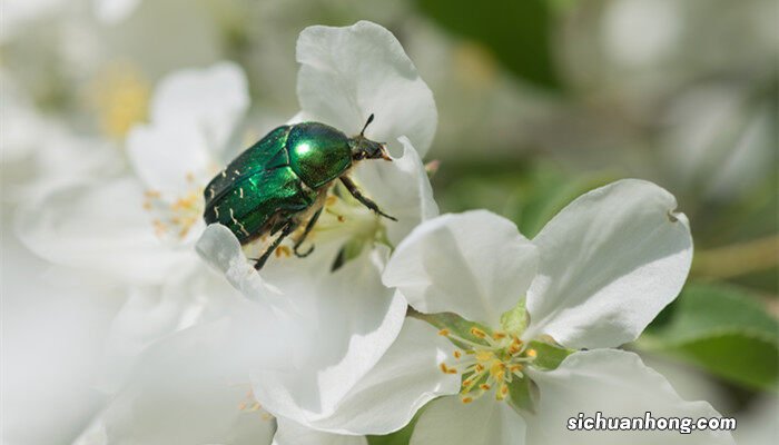 金龟子是七星瓢虫吗图片 金龟子是七星瓢虫吗