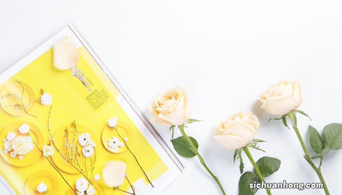 黄色玫瑰花什么寓意和象征 黄色玫瑰花什么寓意?