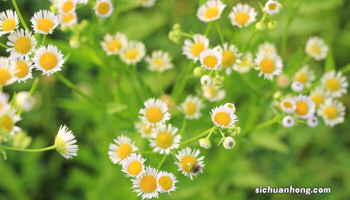 荷花几月开花? 菊花几月份开花