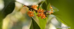 桂花树不开花是什么原因视频 桂花树不开花是什么原因