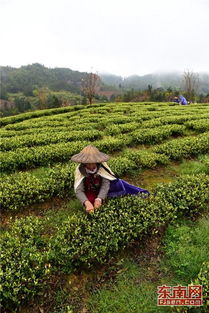 福建的茶什么时候采