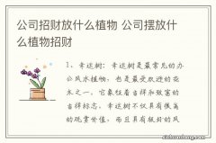 公司招财放什么植物 公司摆放什么植物招财