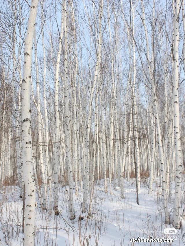 漠河｜这里可能看不到极光，但一定有最美的冬日