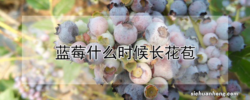 蓝莓什么时候长花苞