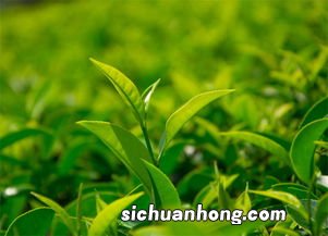 茶叶种植要注意什么