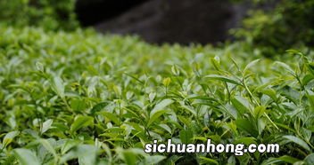 茶叶种植要注意什么