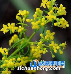 蓬子菜和什么不能一起吃