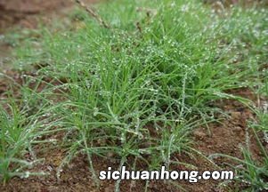 蓬子菜和什么不能一起吃