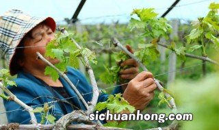 葡萄什么季节修剪,葡萄什么季节修剪怎样修剪