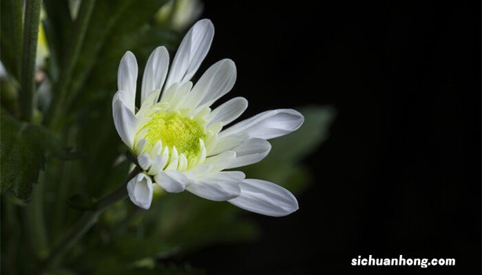 菊花的繁殖方法有几种 菊花的繁殖方法