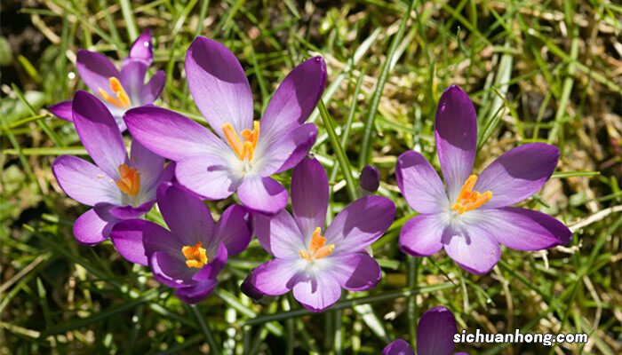 藏红花怎么养殖方法 藏红花怎么养殖